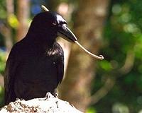 Beak evolution key to New Caledonian crow's tool use
