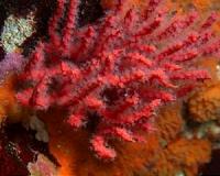 Smithsonian reports fiery-red coral species discovered in the Peruvian Pacific