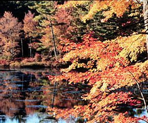 Are New England's Iconic Maples at Risk?