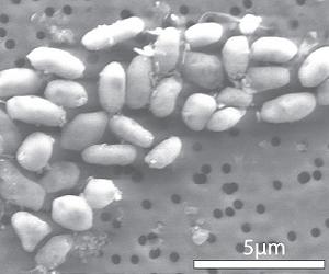 Scientists say NASA's 'new form of life' was untrue