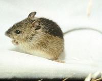 U.S. Fish and Wildlife Service puts meadow jumping mouse on endangered species list