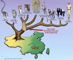 Discovery of oldest primate skeleton helps chart early evolution of humans, apes