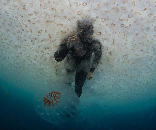 New treaty plots conservation course for high seas