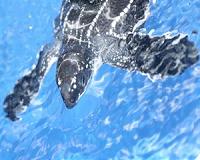 Young sea turtles don't just drift, they swim