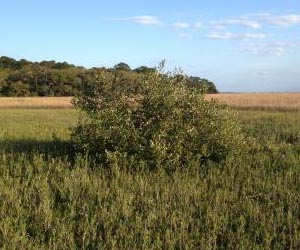 With few hard frosts, tropical mangroves push north