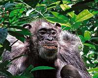 Wild chimpanzees have surprisingly long life spans
