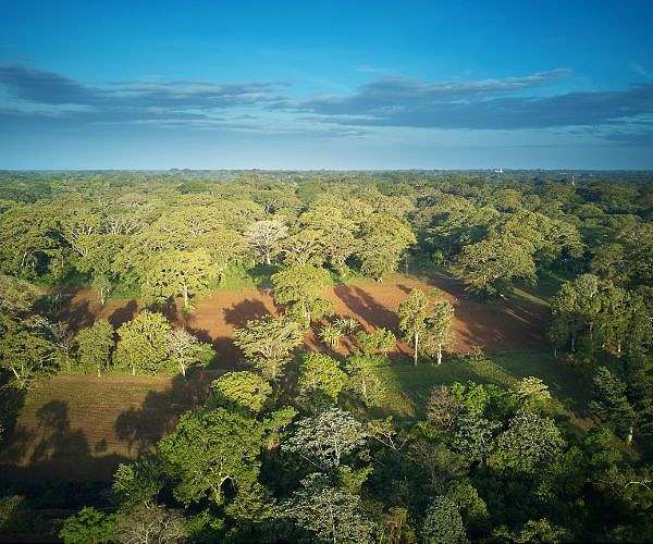 Mature Forests Crucial in Combating Climate Change