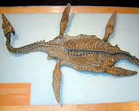 Ancient Reptile Rises From Alberta Oil Sands