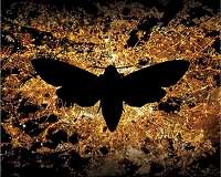 Genetically engineered moth released for first time