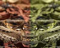 Computer game helps scientists understand animal camouflage