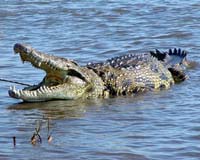 Flooded Australian city warned of crocodiles: report