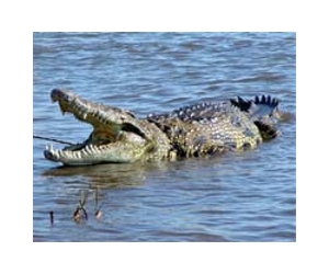 Honduran crocodile farm bets on skins' glam future