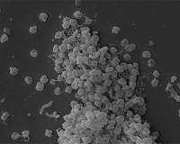 Research identifies new microbe with potential to help rebalance Earth's nitrogen cycle