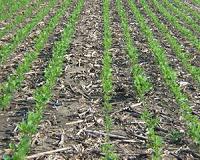Benefits of strip-till surface after five-year study