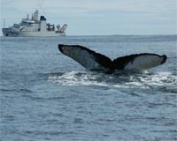 Most North Pacific Humpback Whale Populations Rebounding