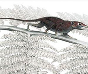Fossil Discovery Represents New Milestone in Early Mammal Evolution