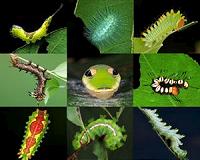 Insects, plants living in agricultural regions are surprisingly resilient