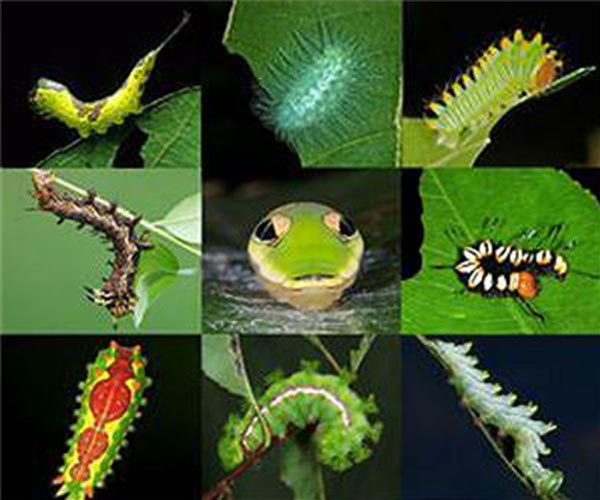 Canada AI project hopes to help reverse mass insect extinction