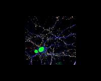 A neuron's hardy bunch