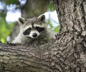 Globalization Burdens Future Generations With Biological Invasions