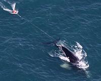 Endangered right whale population threatened by entanglements and declining birth rate