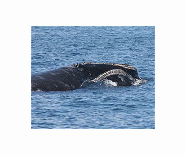 Endangered North Atlantic right whales make a stand in Cape Cod