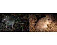Drones used to track wildlife