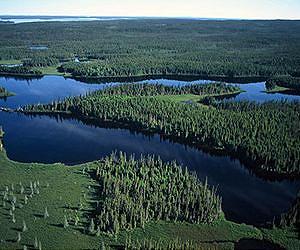 Will global climate change enhance boreal forest growth