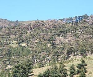 Loss of African woodland may impact on climate
