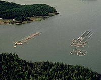 Norway's fish farms thrive under ecologists' watchful eye