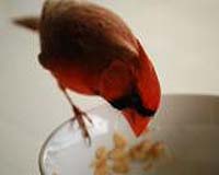 Climate Change Will Significantly Increase Impending Bird Extinctions