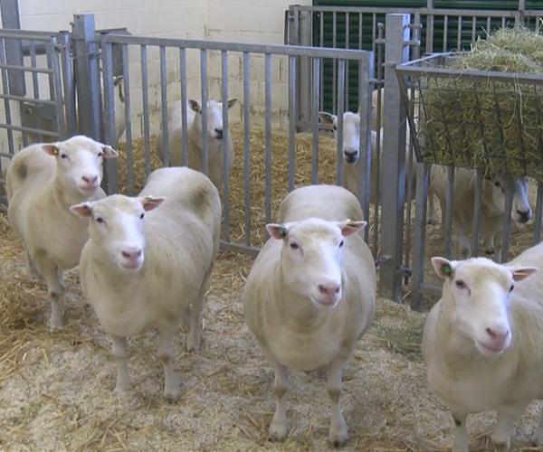 Three charged over theft of lambs from farm on UK royal estate