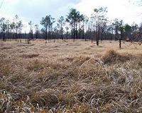 Science team criticizes adoption of 'novel ecosystems' by policymakers