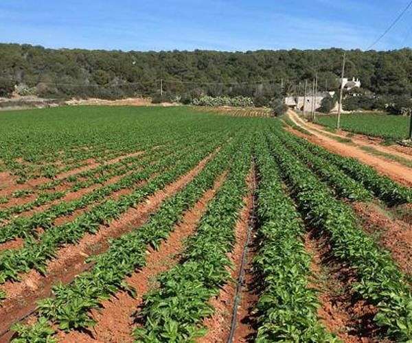 Regrowing marginal farmland can curb emissions without cutting food output