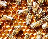 Grooming bees help boost colony immunity
