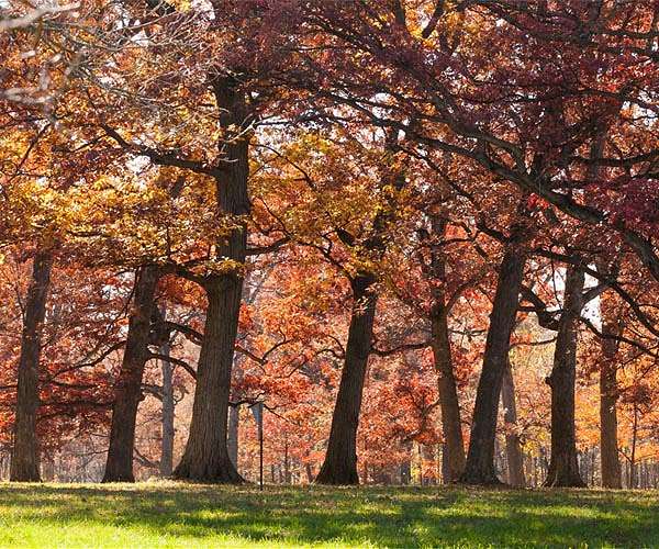 Toronto seeks to save oak tree older than Canada