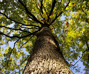 Ecologists Discover Forests Are Growing Faster