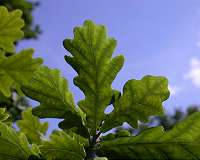 Leaves are nature's most sophisticated environment sensors