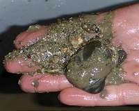 How coastal mud holds the key to climate cooling gas