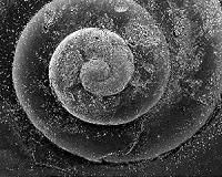 First-ever Maine Ocean Acidification Commission to meet August 1
