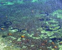 Mysterious ocean circles in the Baltic Ocean explained