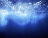 New Institute For Ocean Conservation Science At SBU