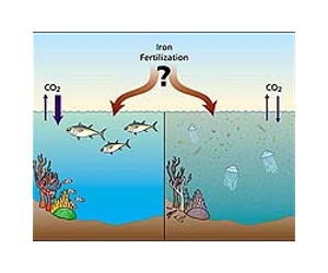 Adding iron to sea boosts deadly neurotoxin: study