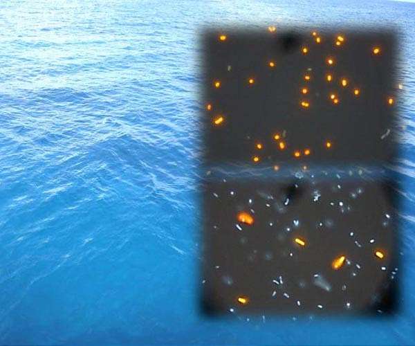 Open ocean 'surface slicks' serve as nurseries for dozens of fish species