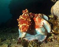 Researchers inspired by marine life to design camouflage systems