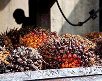 Can palm oil be sustainable