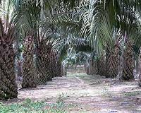 Reduced ecosystem functions in oil palm plantations