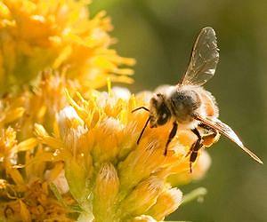 Scientists discover bees can reverse brain aging