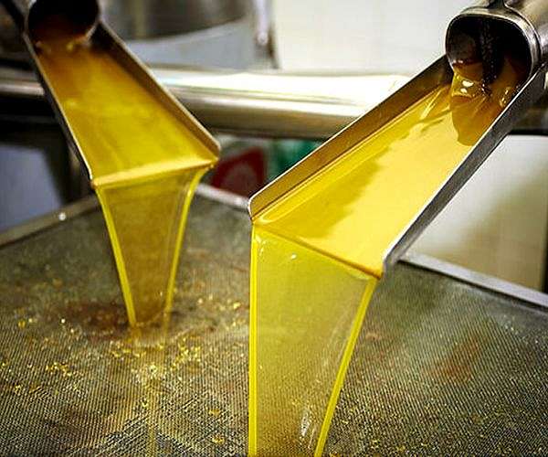 Drought spells 'catastrophe' for Spain's olive harvest