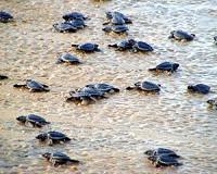 Sea turtles find protection from Senegal fishermen